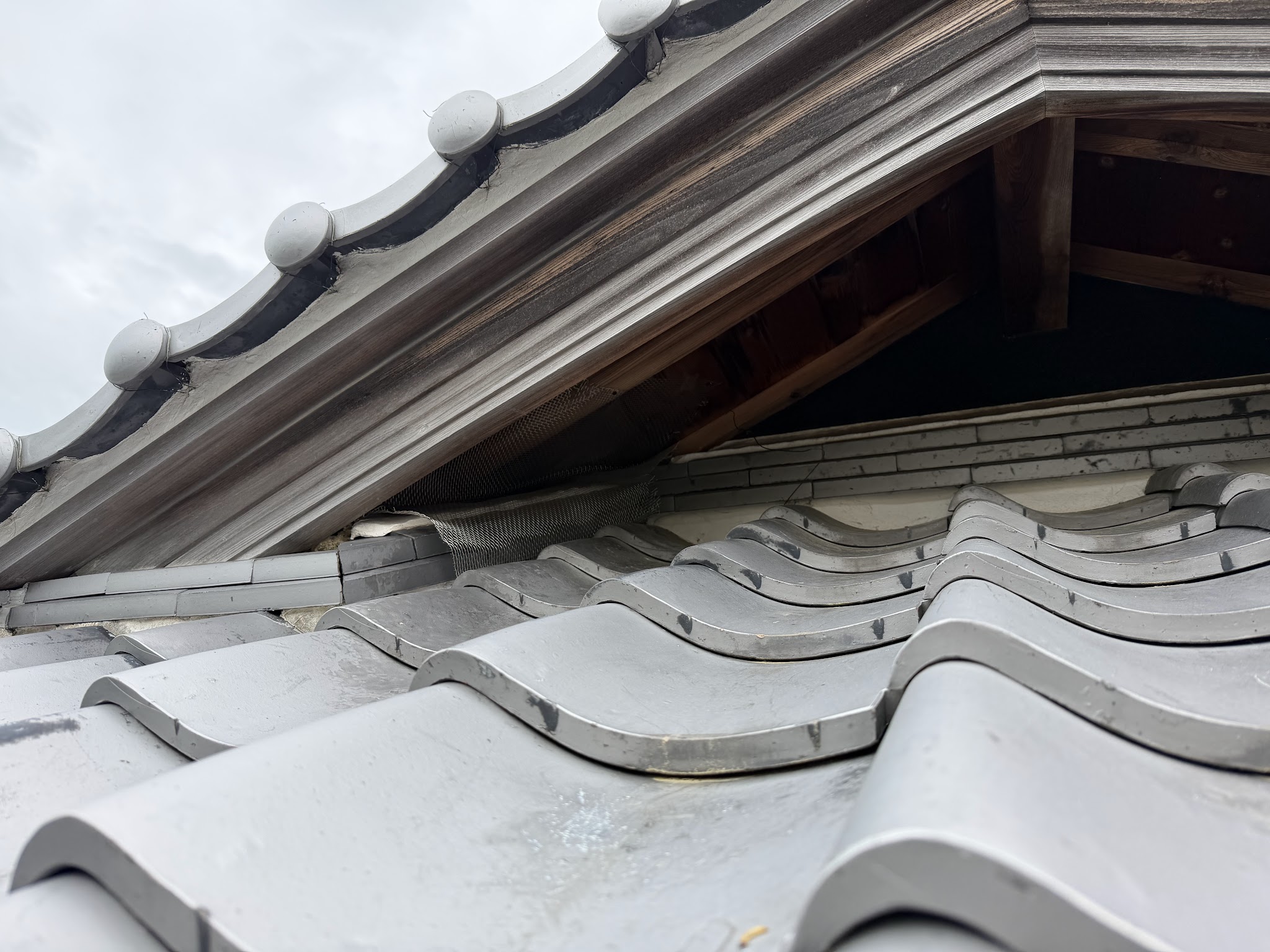 和歌山県和歌山市害獣駆除現場の写真21
