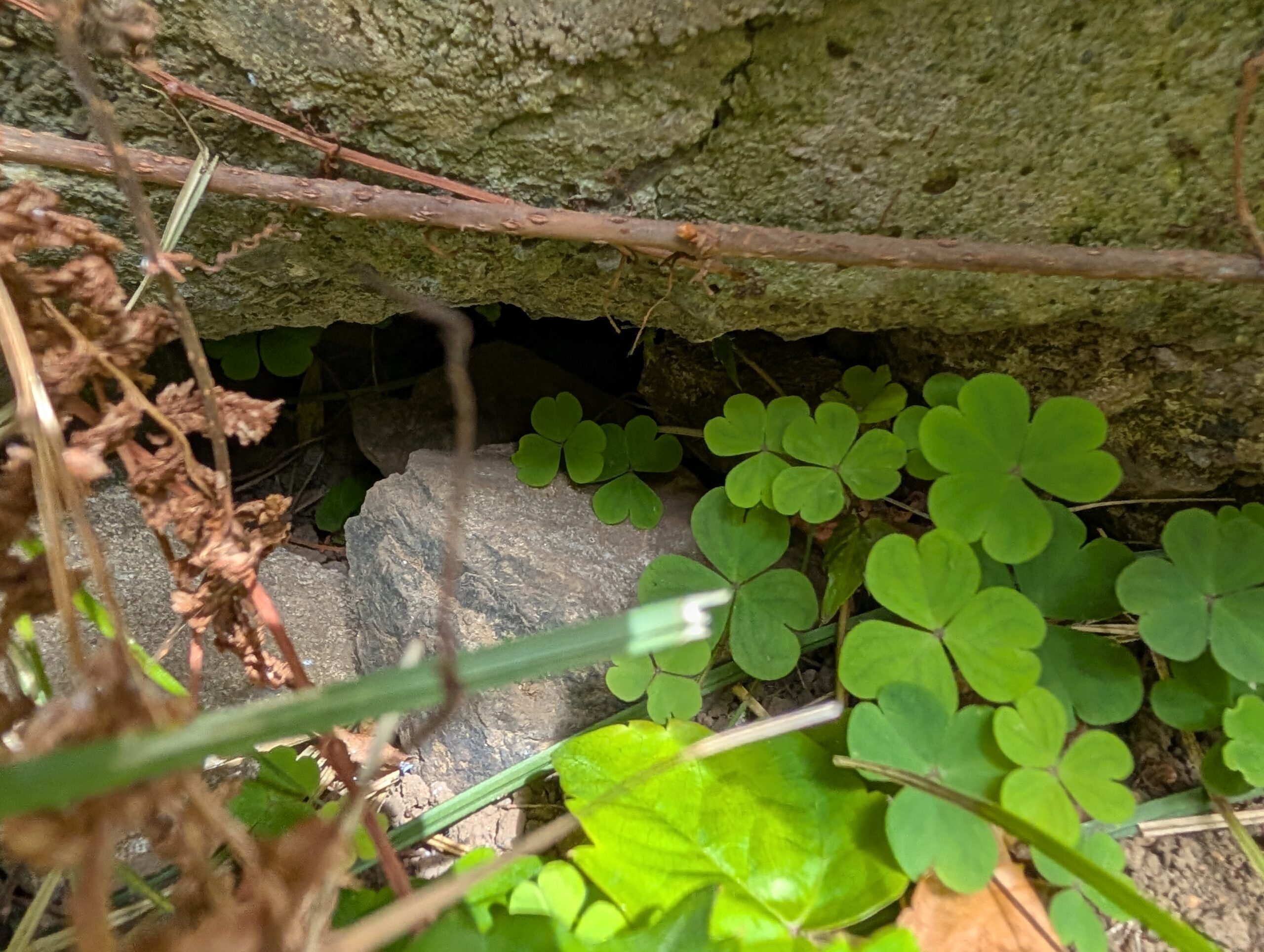 神奈川県横浜市害獣駆除現場の写真19