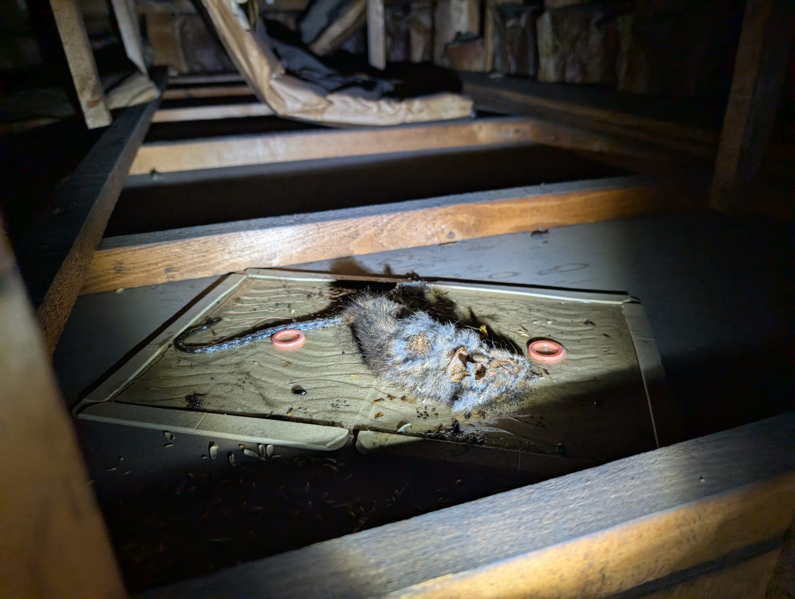 神奈川県横浜市害獣駆除現場の写真18