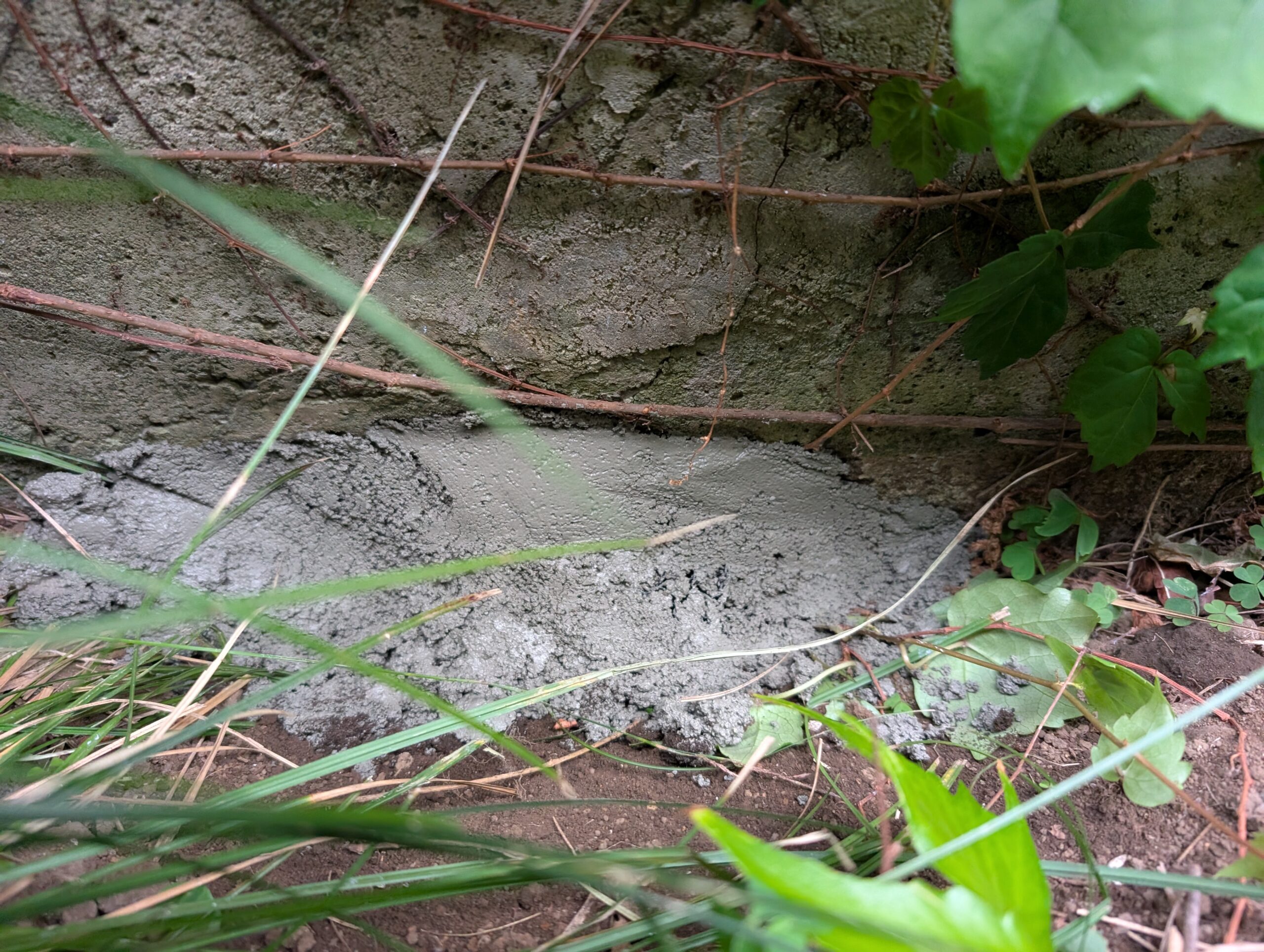 神奈川県横浜市害獣駆除現場の写真10
