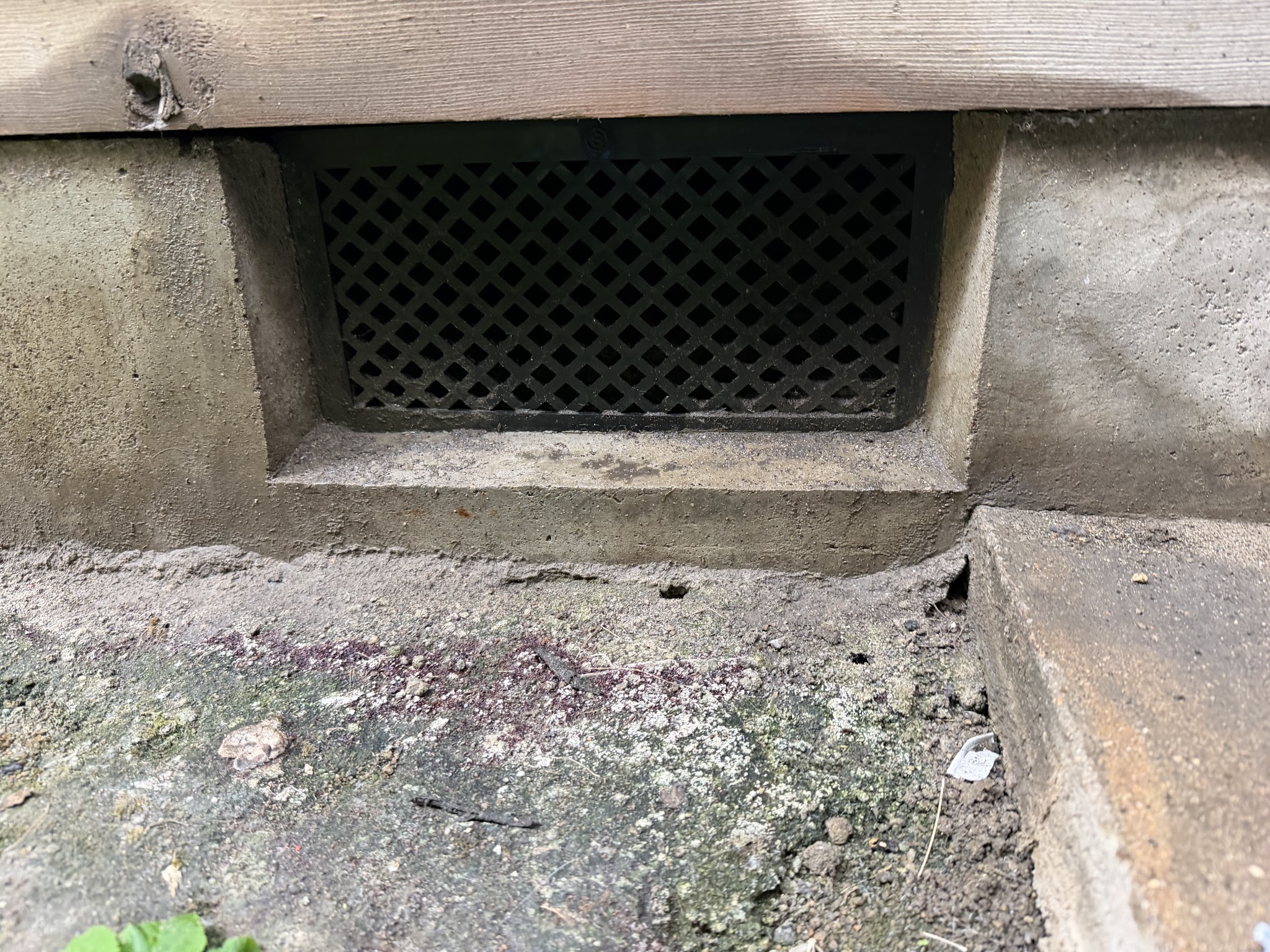 大阪府東大阪市害獣駆除現場の写真4
