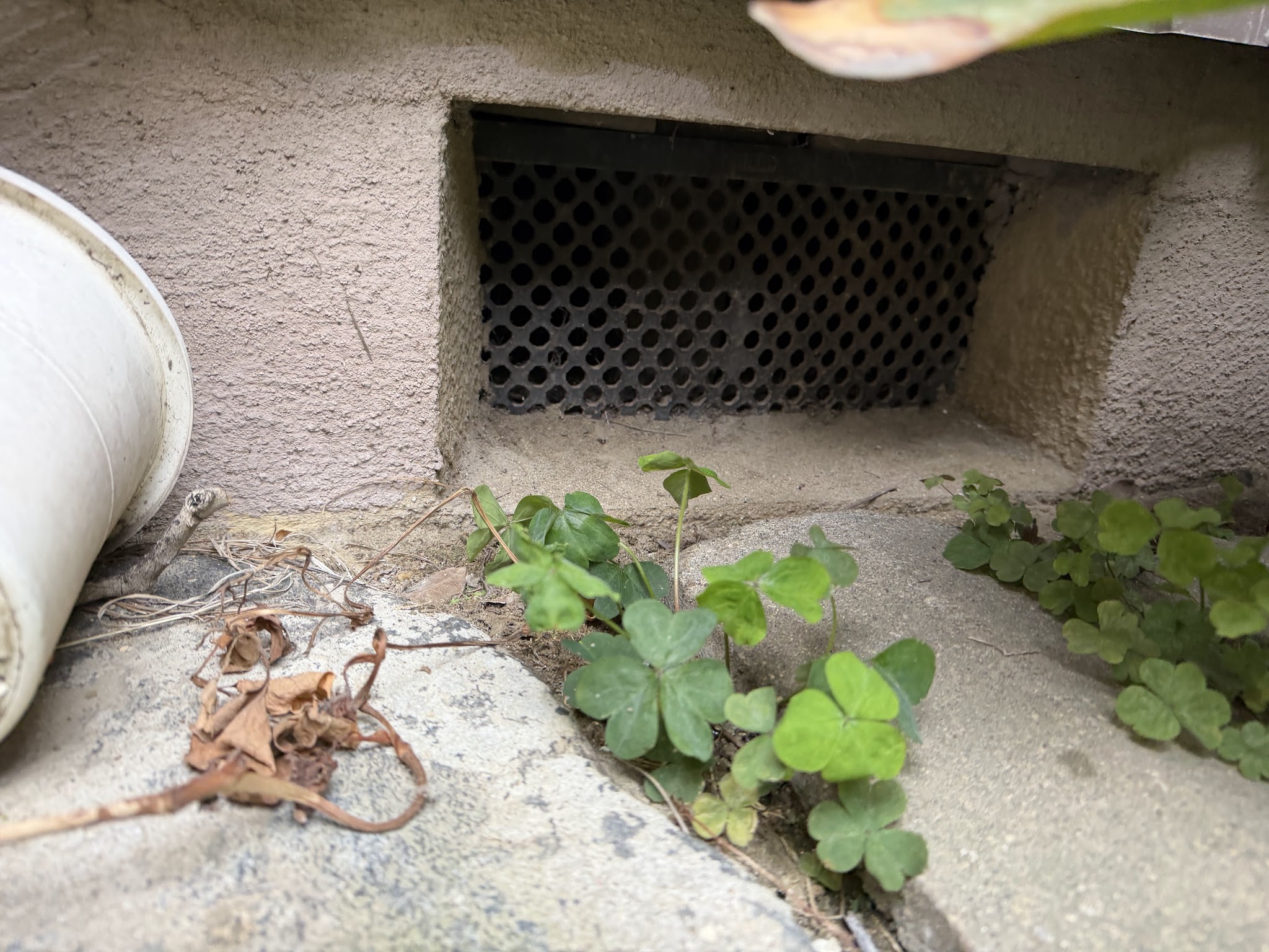 大阪府東大阪市害獣駆除現場の写真22