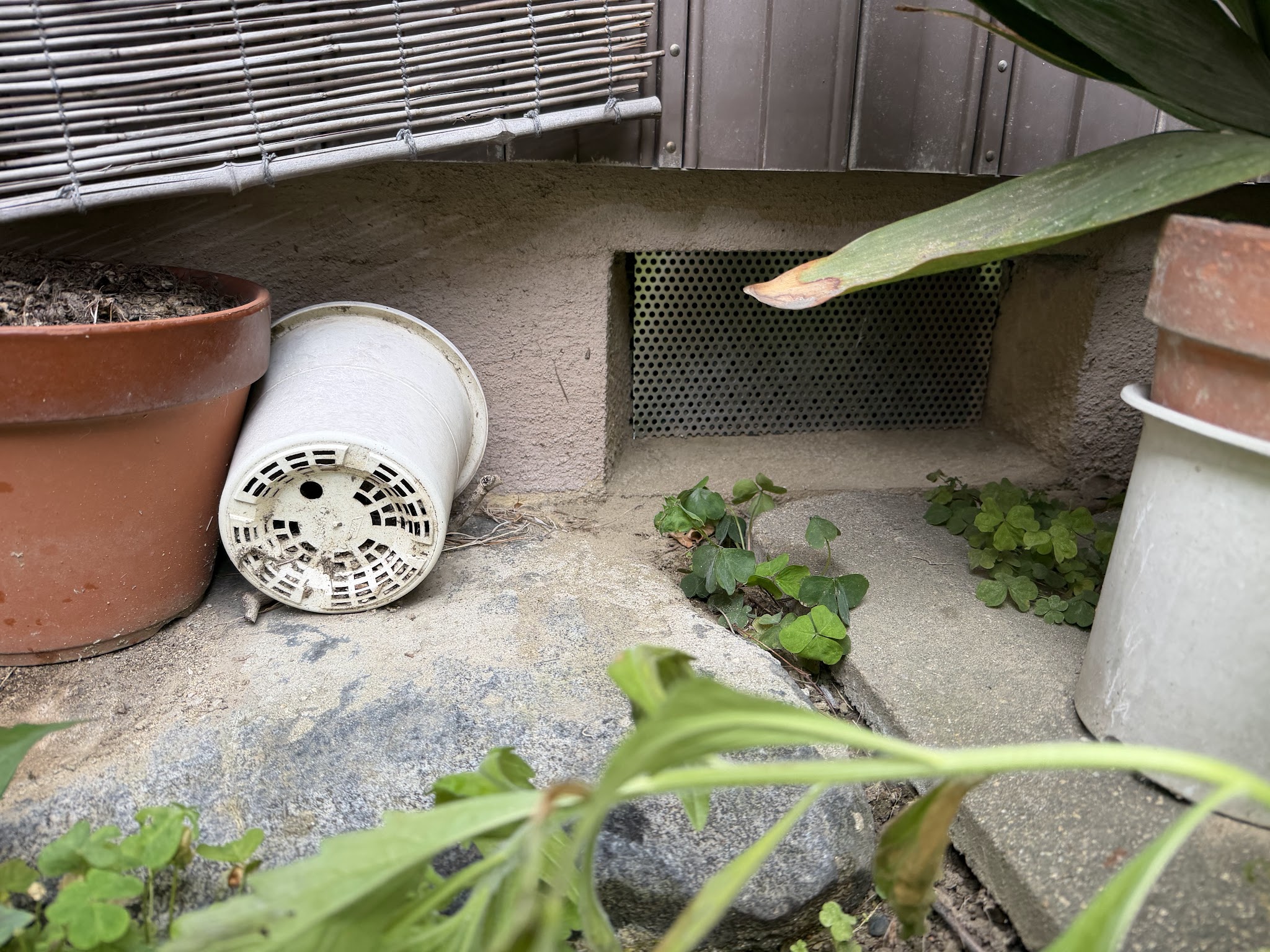 大阪府東大阪市害獣駆除現場の写真14