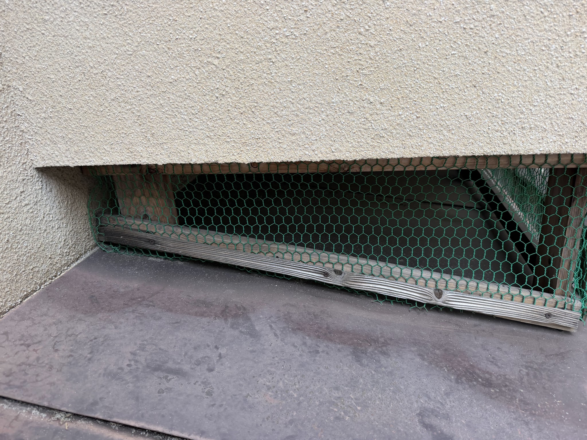 大阪府東大阪市害獣駆除現場の写真6