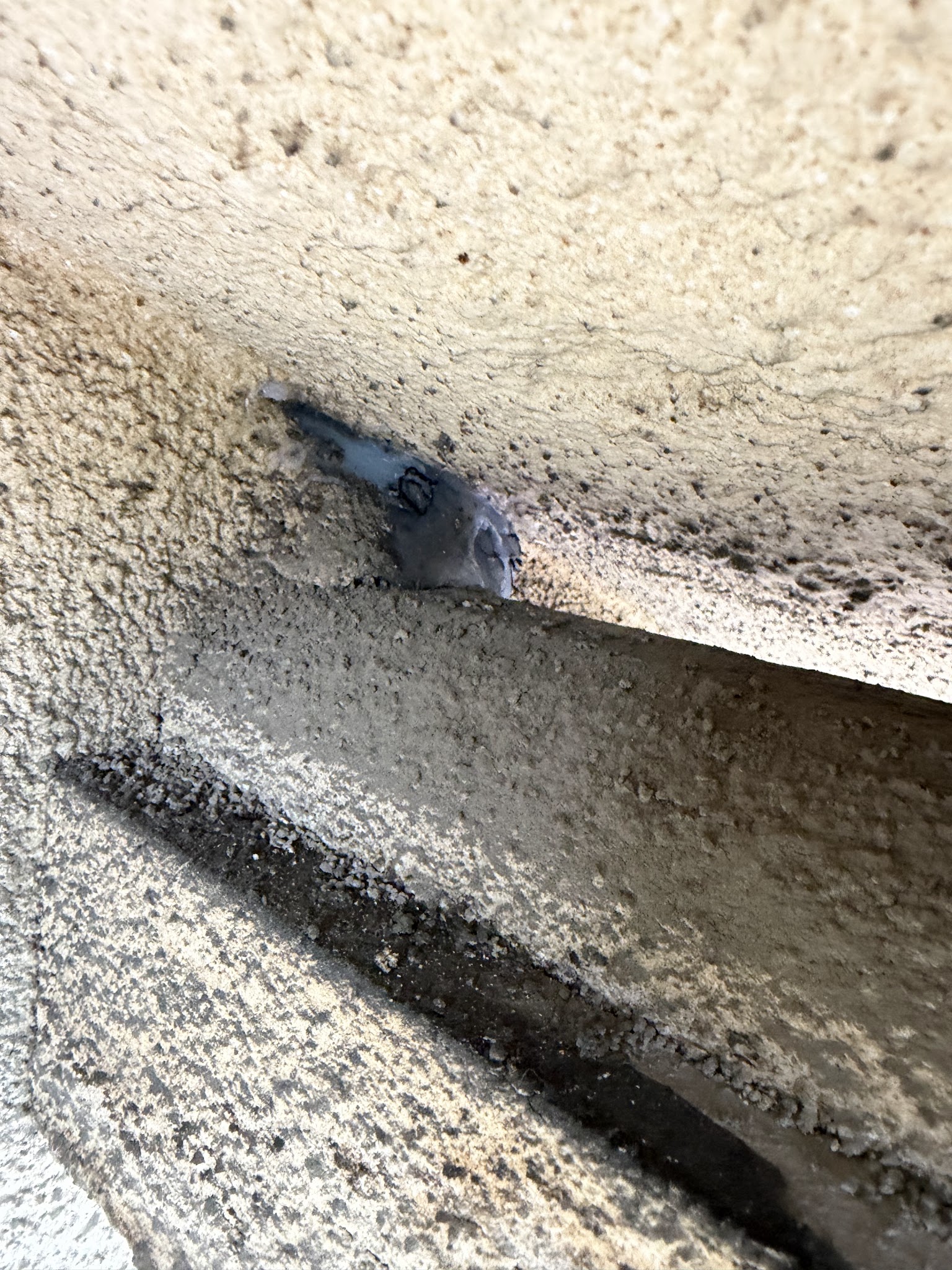 大阪府東大阪市害獣駆除現場の写真35