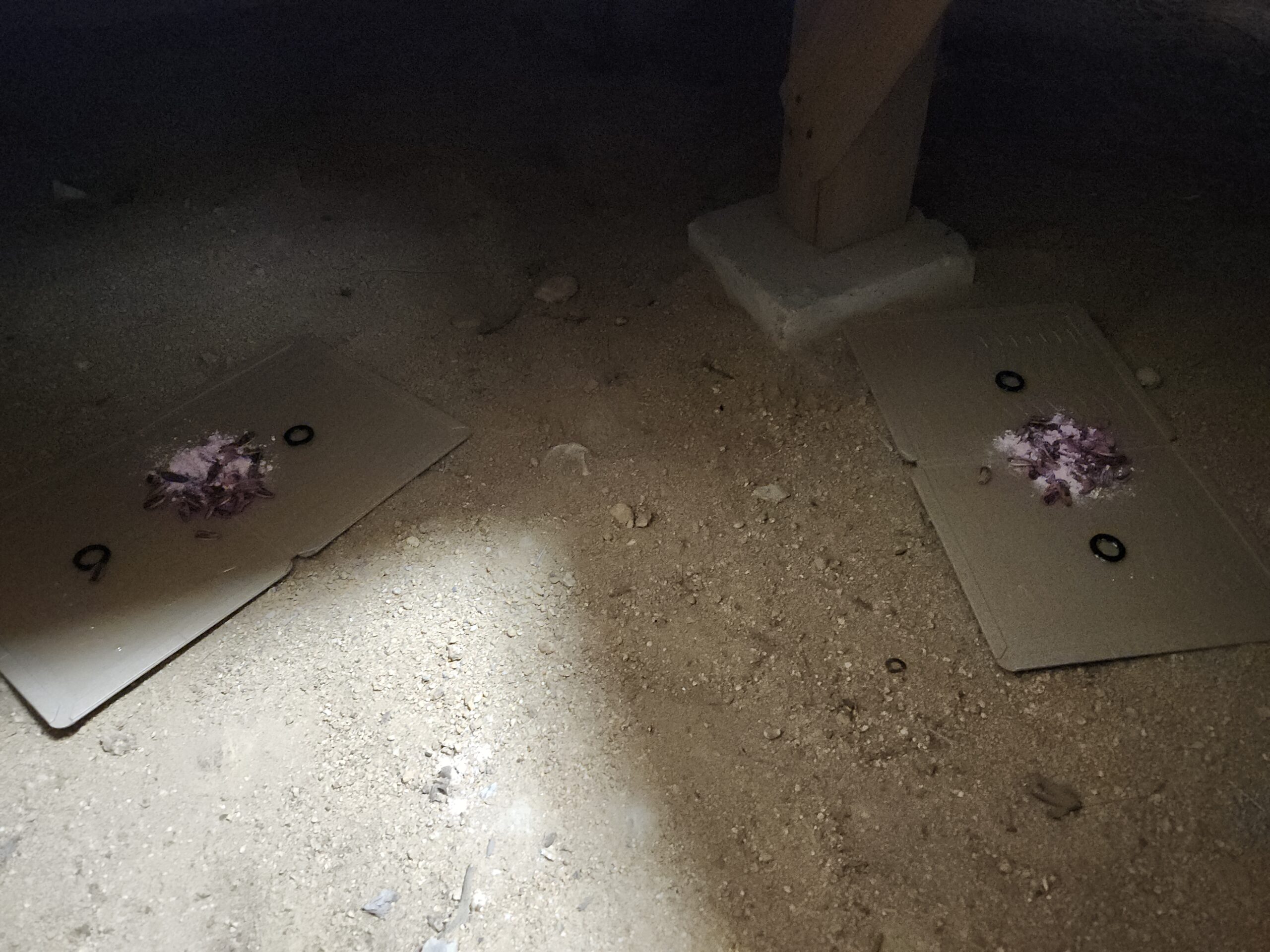 兵庫県神戸市害獣駆除現場の写真29