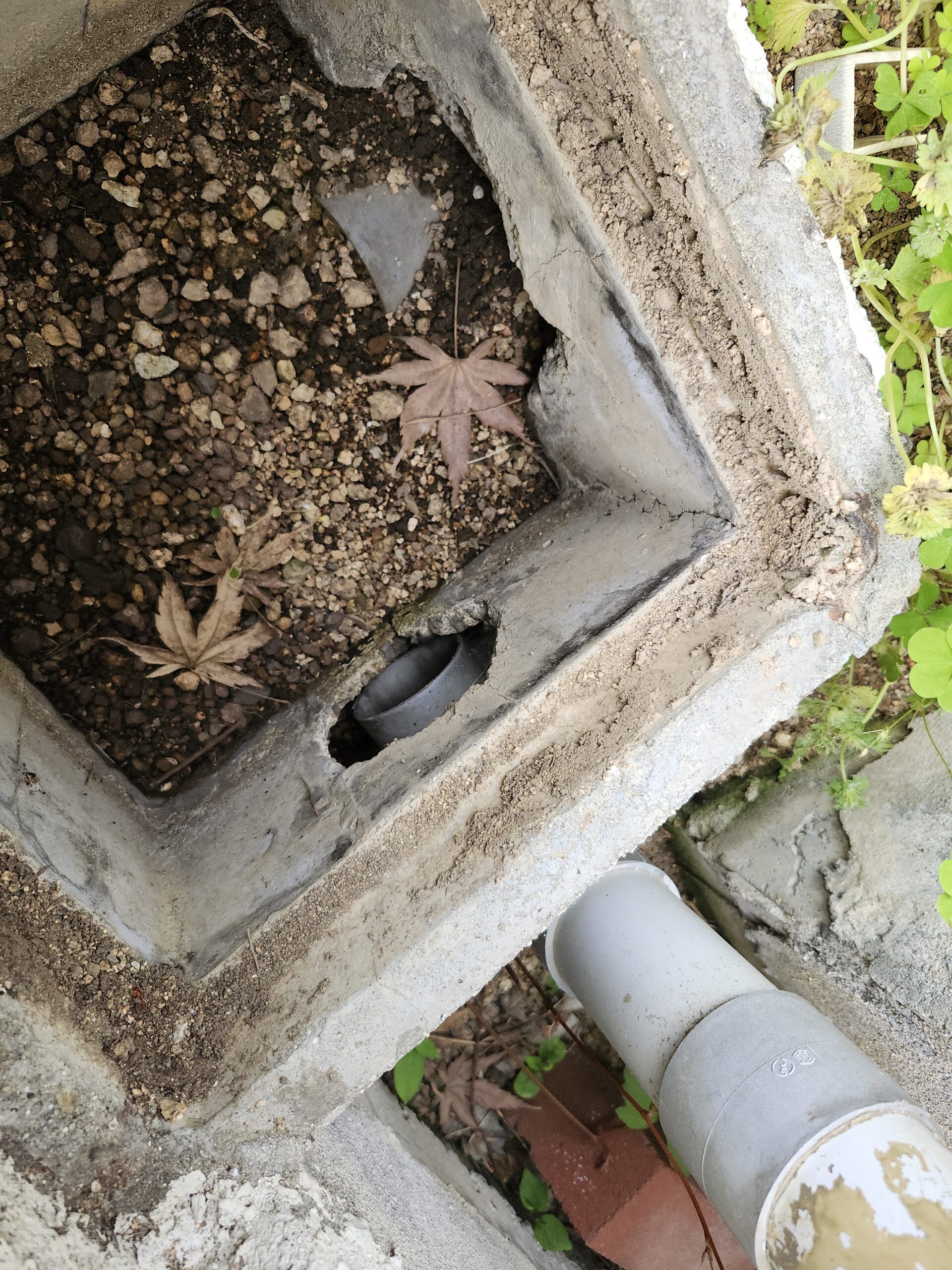 兵庫県神戸市害獣駆除現場の写真14