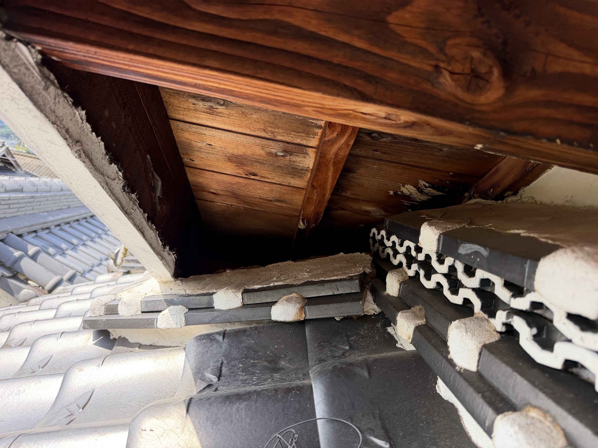 兵庫県丹波市害獣駆除現場の写真28