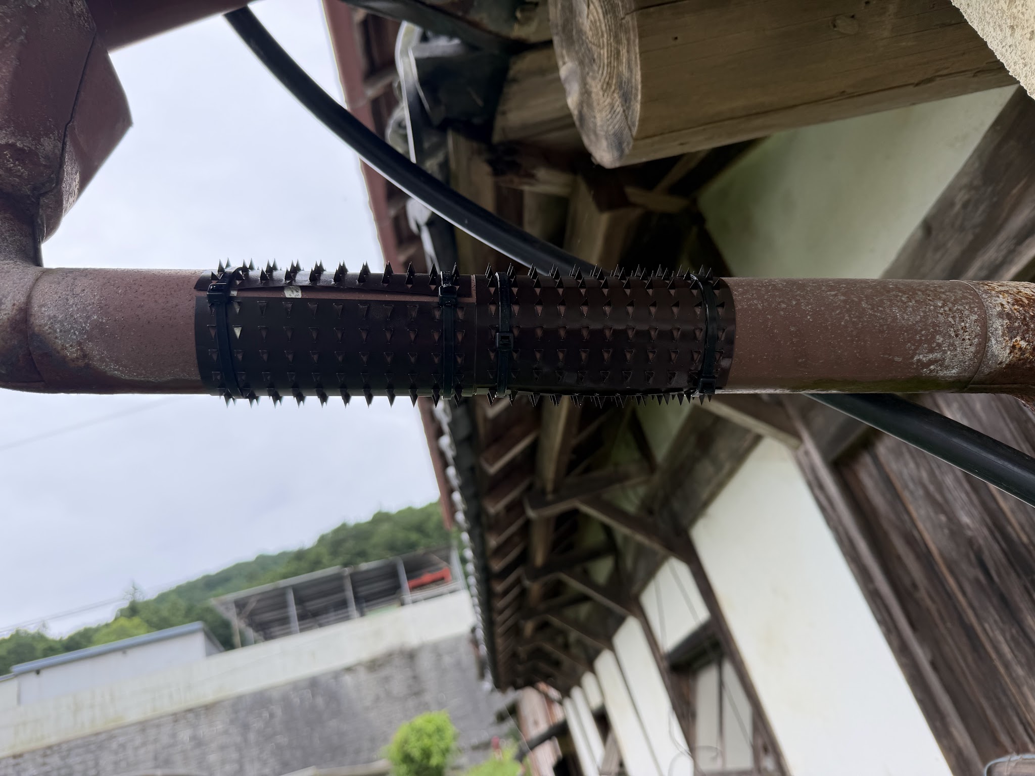 兵庫県丹波市害獣駆除現場の写真14