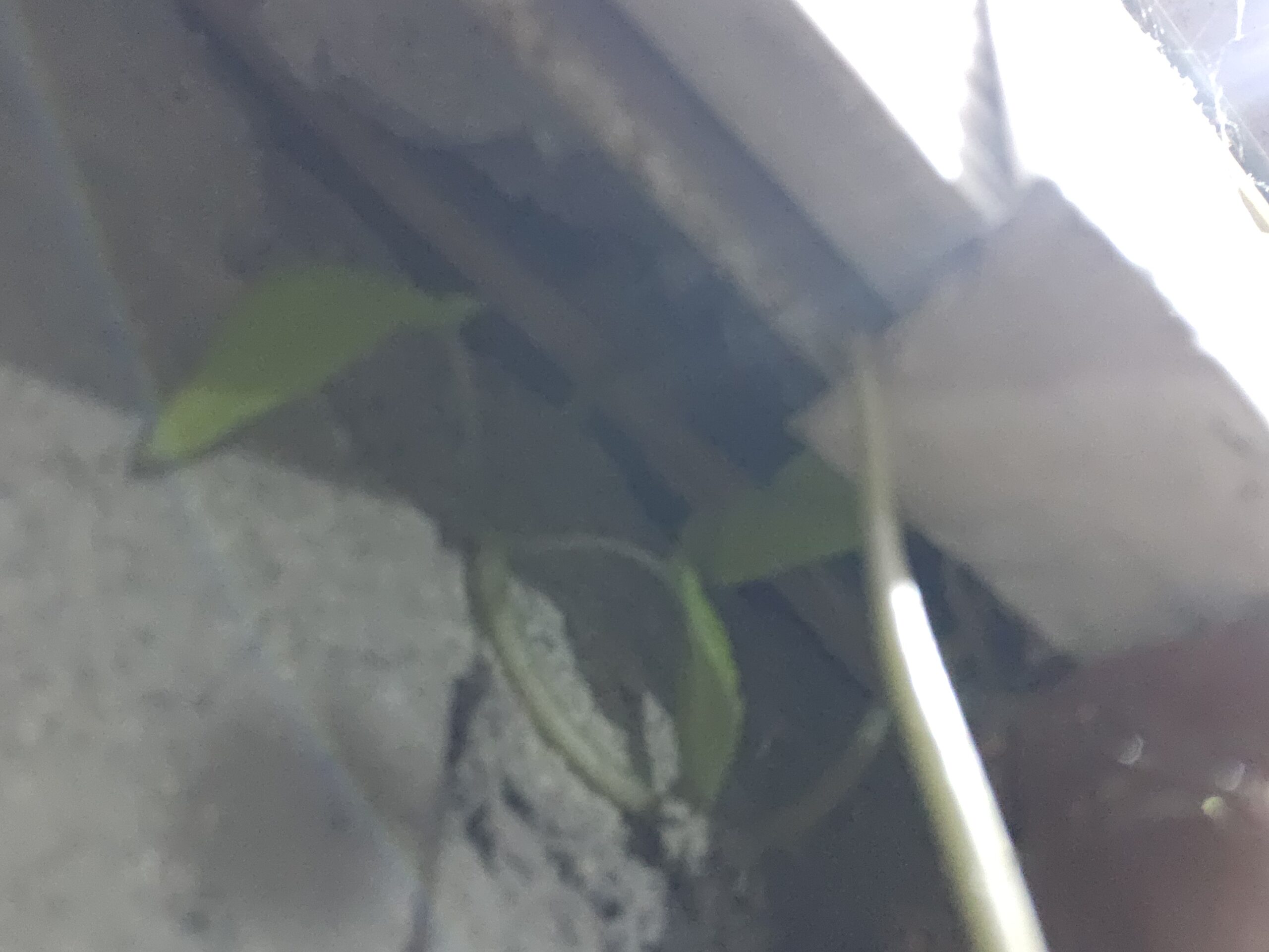 広島県呉市イタチ駆除現場の写真14