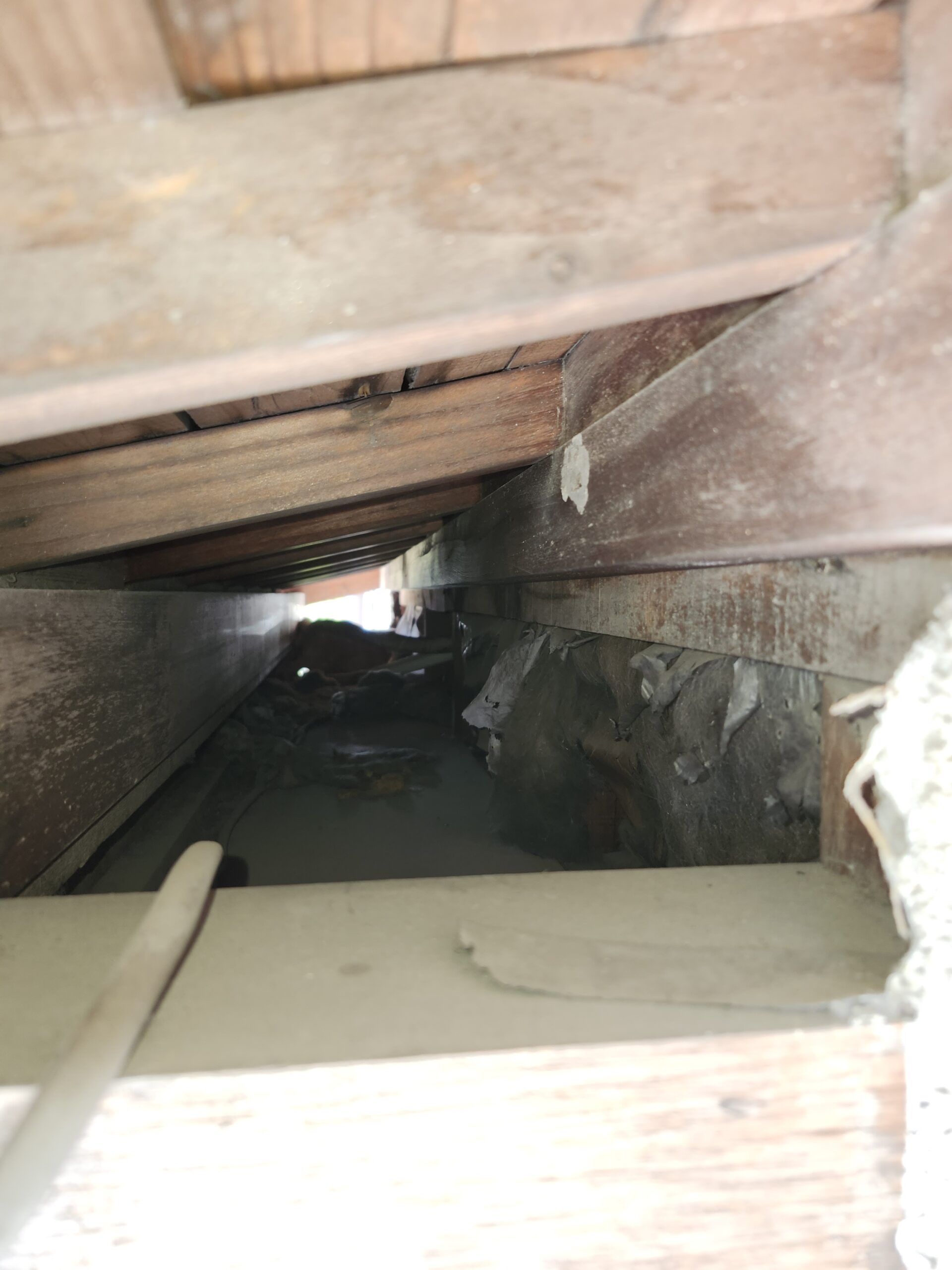 岡山県倉敷市害獣駆除現場の写真42