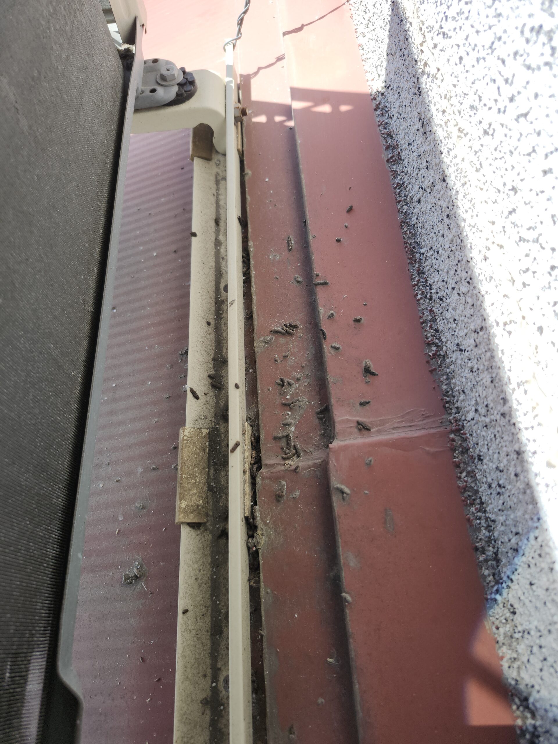 岡山県倉敷市害獣駆除現場の写真35