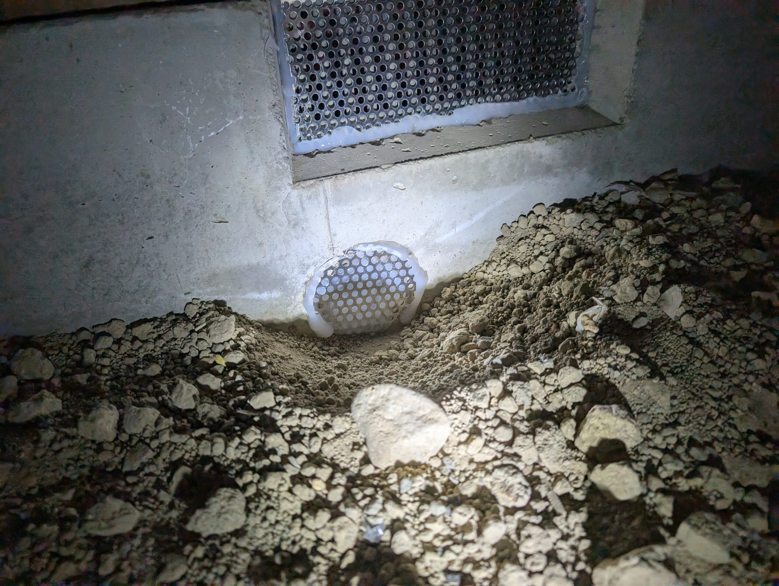 神奈川県横浜市害獣駆除現場の写真28