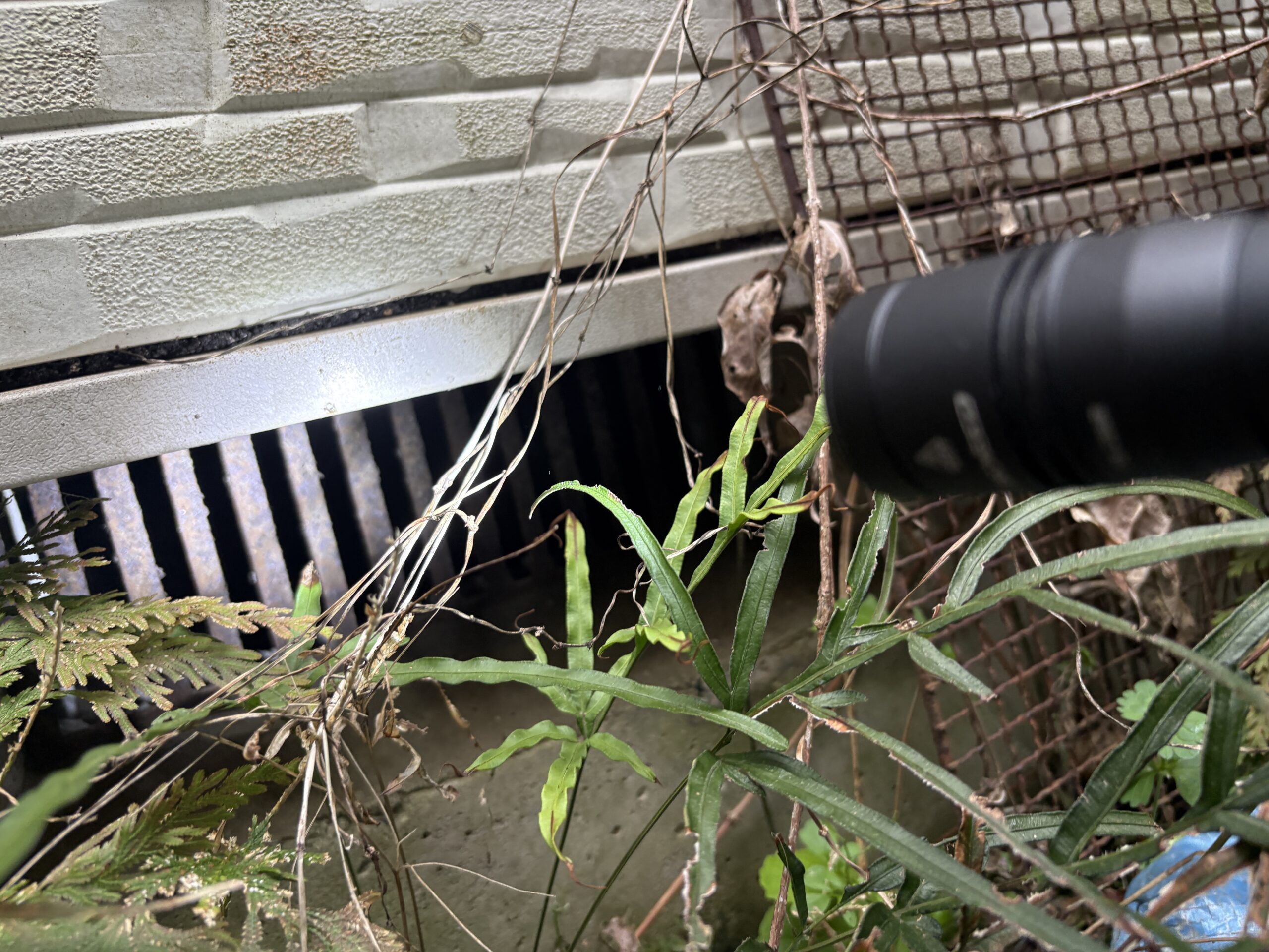 神奈川県相模原市ハクビシン駆除現場の写真6