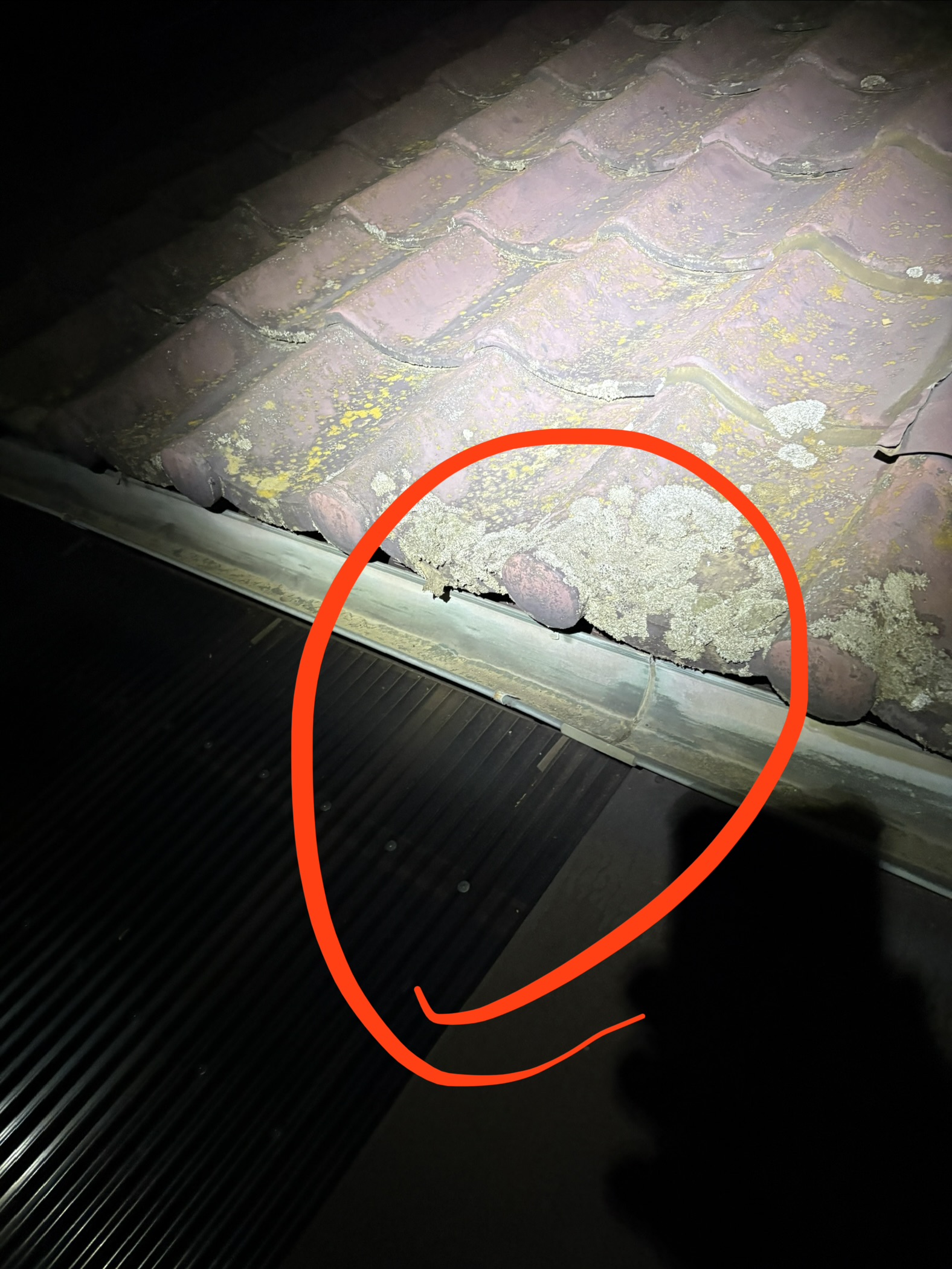 千葉県山武市ネズミ駆除現場の写真40