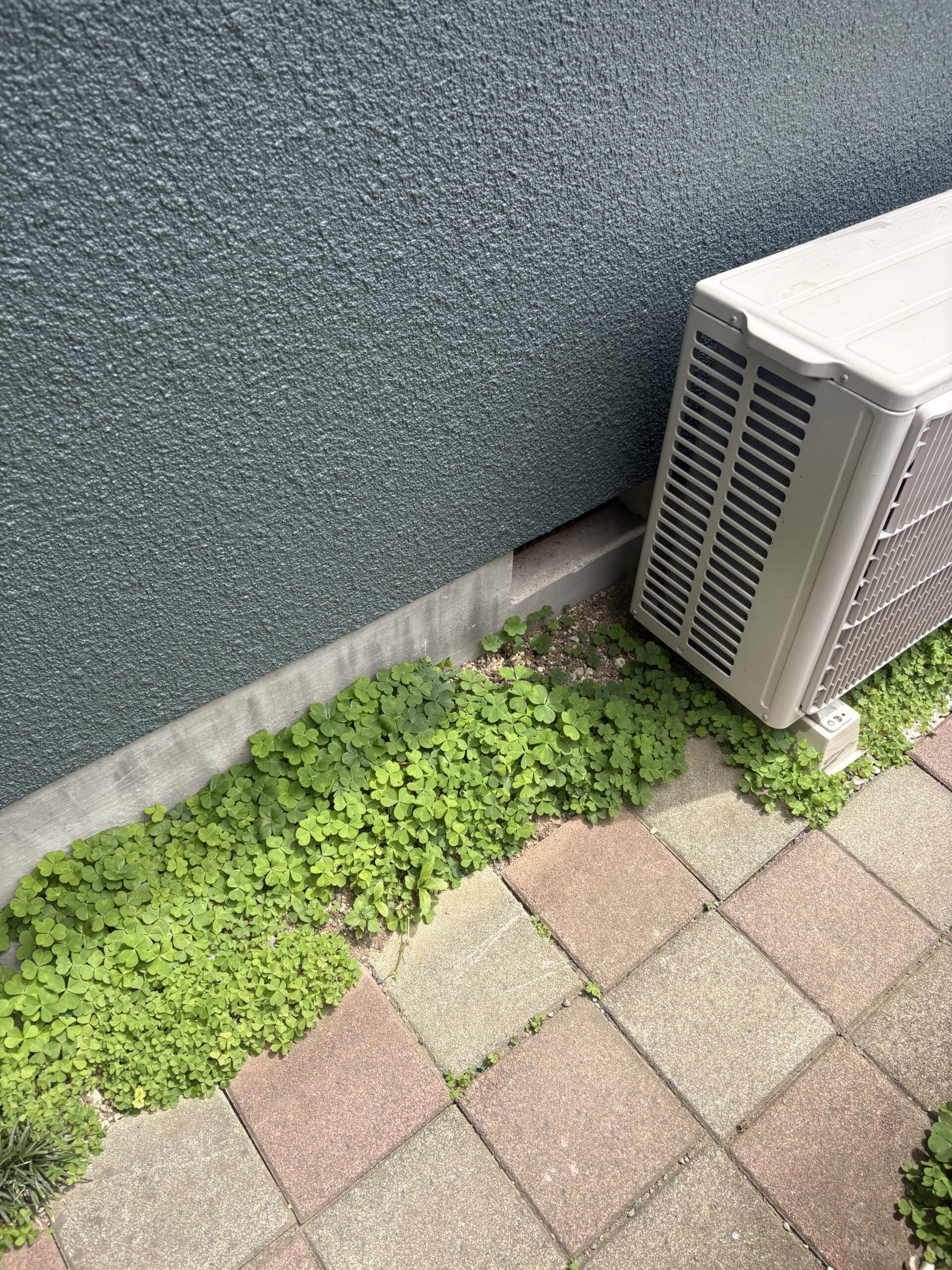 神奈川県横浜市害獣駆除現場の写真36