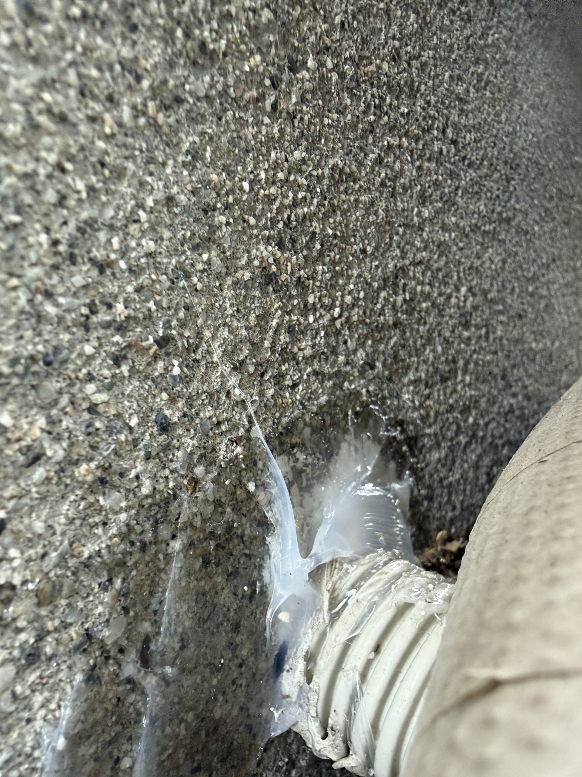 徳島県徳島市害獣駆除現場の写真10